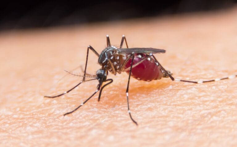 Malaria Fever