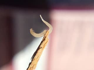 Pin-worm, Thread-worm (enterobius vermicularies) types of worms