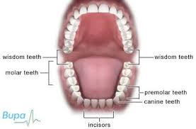 Wisdom Teeth: Does Everyone Have Them And What To Do With Them?