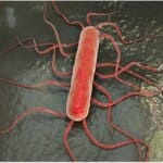 Listeriosis: Causes, Symptoms and Treatments Recommendation 6 Listeriosis