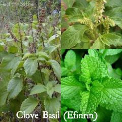 Clove Basil (Efinrin)