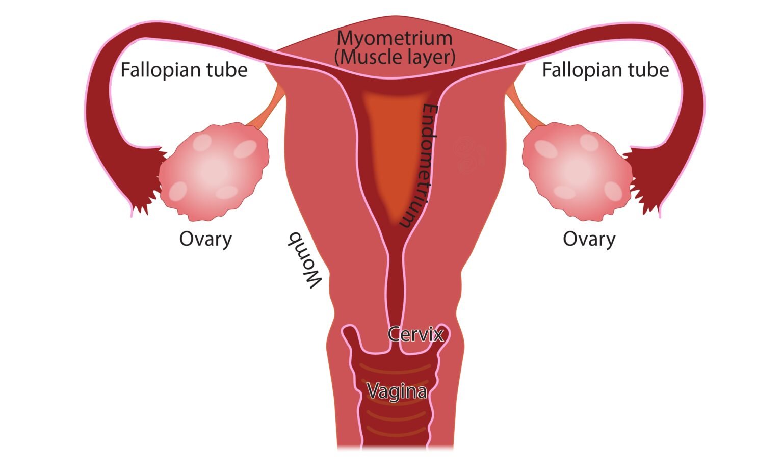 Menstrual pain: How to stop discomfort and absence of menstruation. menstruation