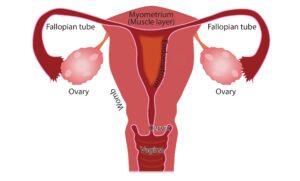 menstruation