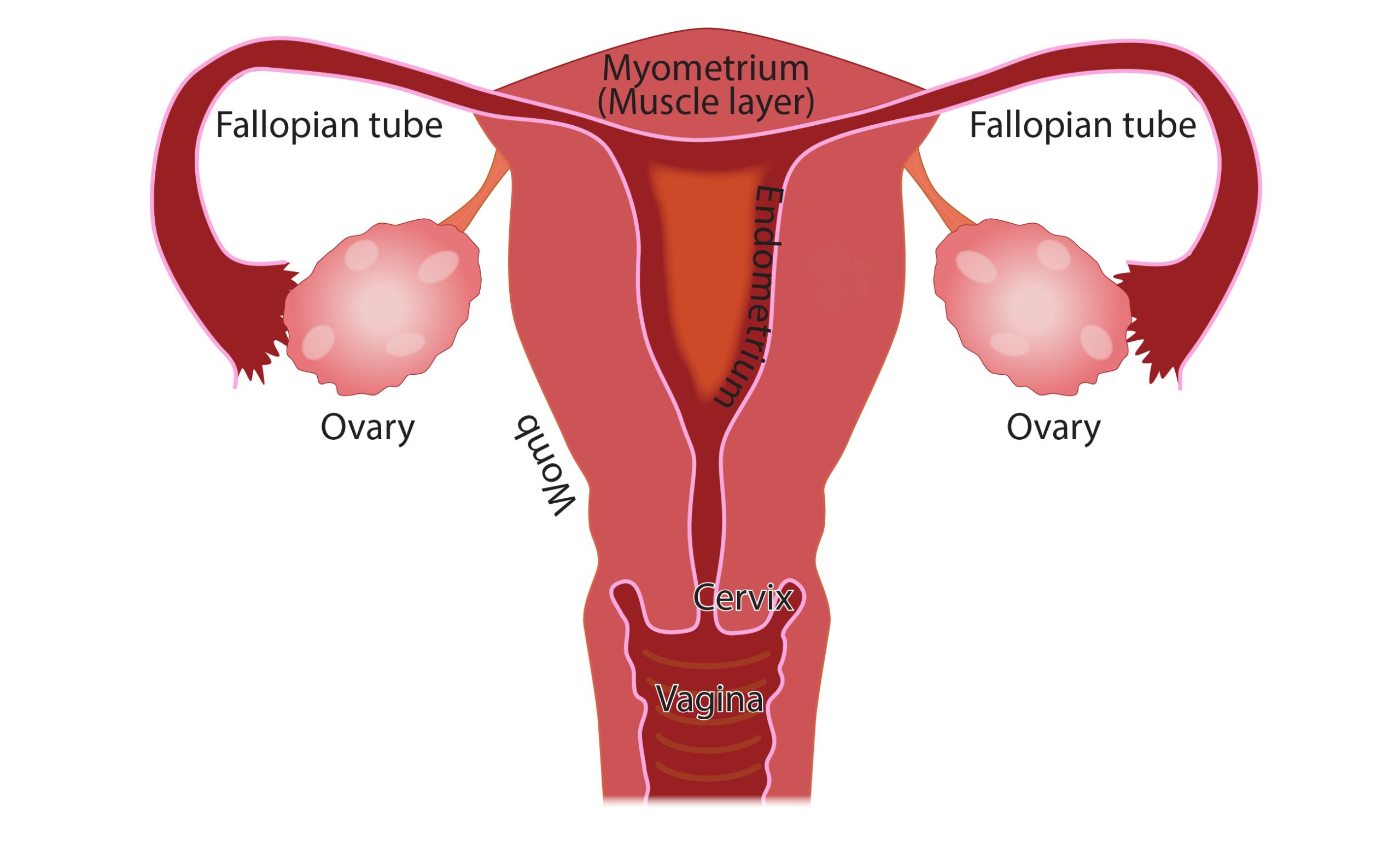 menstruation