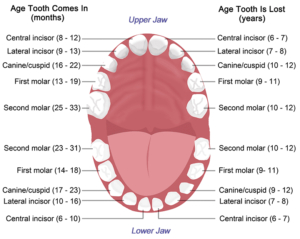 teeth/tooth