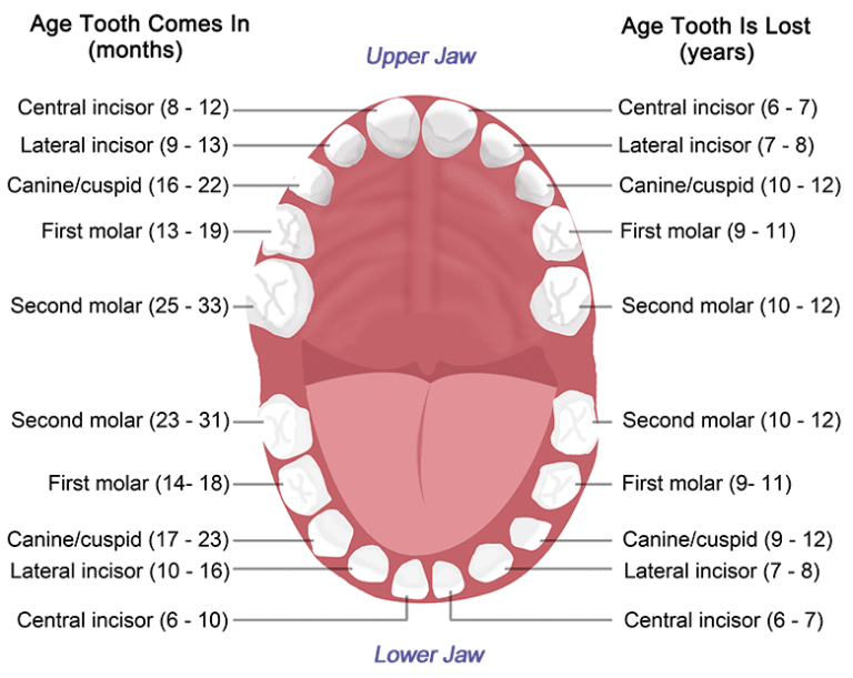 teeth/tooth