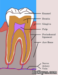 Dental Terminology And Their Uses