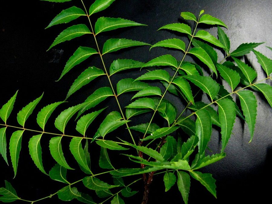 7 Ways To Use Neem For Dental Health