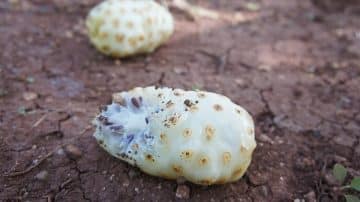 noni juice