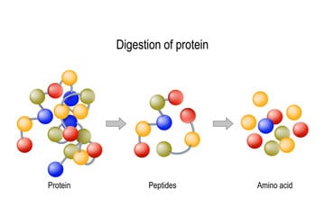 What You Should Know About Peptides