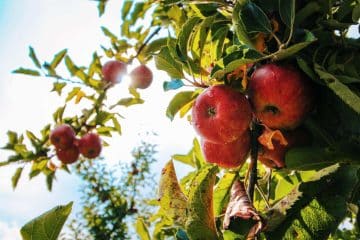 The Health Benefits of Eating Organic Food