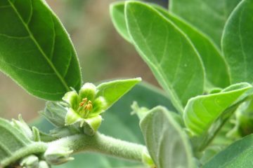 Ashwagandha: The Ancient Superherb That Lowers Cholesterol and ...