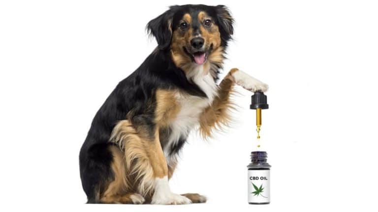 The Effects of Using CBD Oil for Pets 