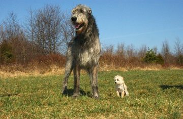 What You Need to Know Before Getting an Irish Wolfhound 1 What You Need to Know Before Getting an Irish Wolfhound