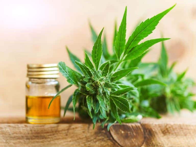 Why Do People Try CBD Oil