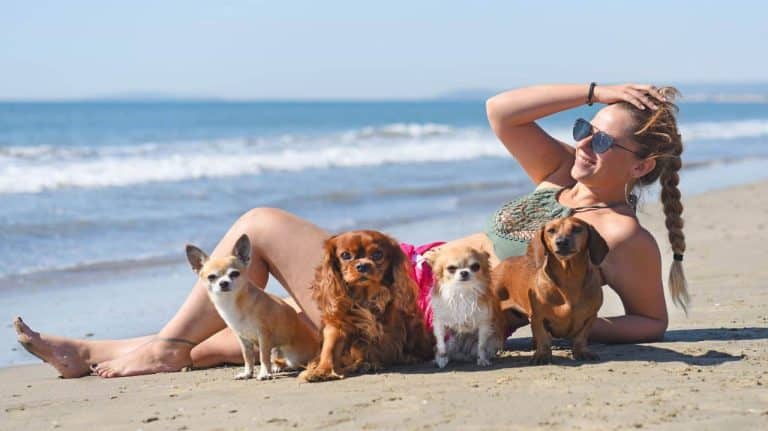 Selecting A Dog Breed With The Best Emotional Support