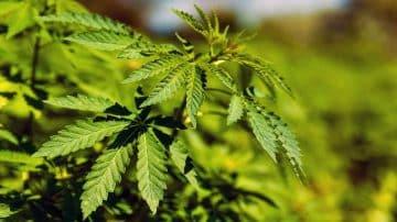 5 Ways To Consume Marijuana Leaves