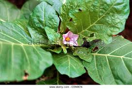 Garden Egg Leaves