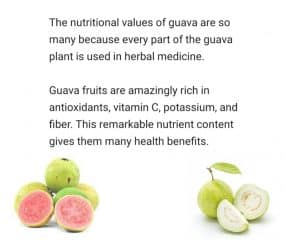 Guava