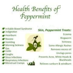 11 Health Benefits of Peppermint