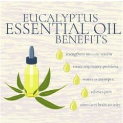 Eucalyptus Oil