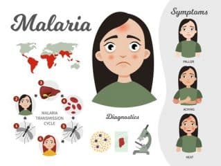9 food and plant that naturally cure Malaria fever and Typhoid fever