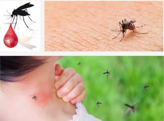 9 food and plant that naturally cure Malaria fever and Typhoid fever