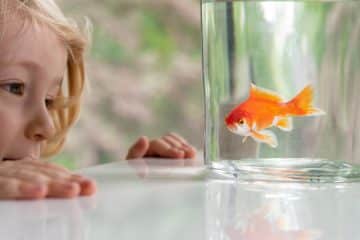 Pet fish