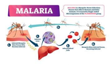 9 food and plant that naturally cure Malaria fever and Typhoid fever