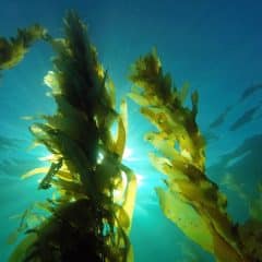 Sea Kelp