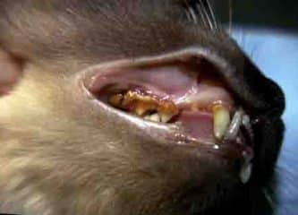 cat dental problems