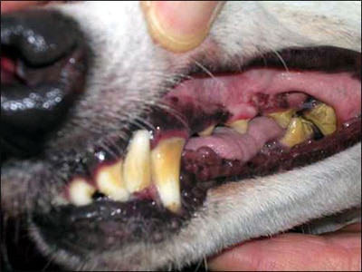 dog dental problems