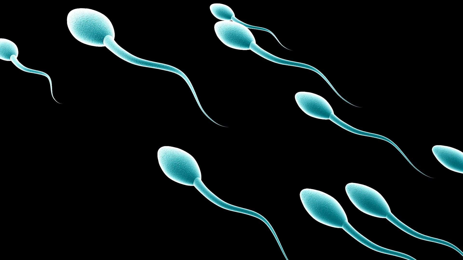 Flush out sperm from the body