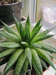 Some Of The Best Nigerian Herbs For Hair Growth Aloe Vera - Nigerian Herbs For Hair Growth