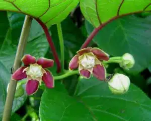 Ambunu Plant in Nigeria