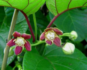 Ambunu Plant In Nigeria