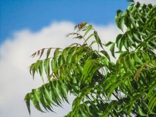 Some Of The Best Nigerian Herbs For Hair Growth Neem - Nigerian Herbs For Hair Growth
