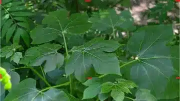 Blood Tonic Leaf (Iyana-Ipaja Leaf)