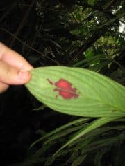 Blood Of Jesus Leaf