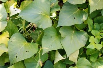 Blood tonic leaf (sweet potato leaves)