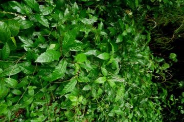 Petiveria alliacea - yoruba herb for PID