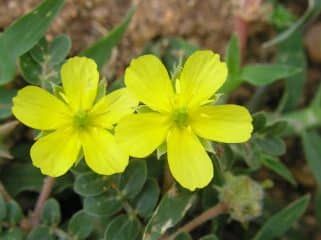 Tribulus Terrestris In Yoruba