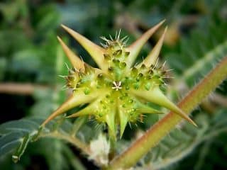 Tribulus Terrestris In Yoruba (Fruit)