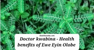 Top Benefits &Amp;Amp; Medicinal Uses Ewe Eyin Olobe (Phyllanthus Amarus)