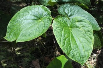 Kava: A Natural Remedy For Anxiety Kava: A Natural Remedy For Anxiety