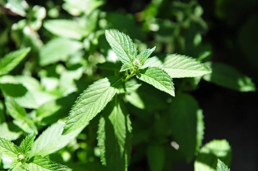 Scent Leaf And Menstruation: Is There A Correlation?