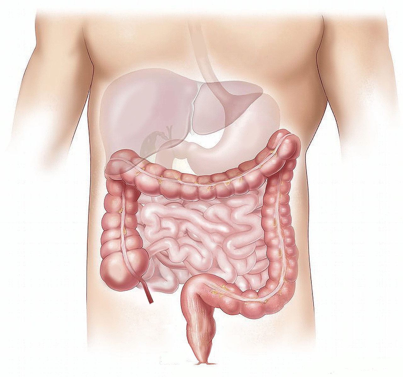Colon - part of the digestive system