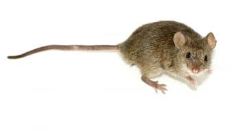 Diseases that mouse droppings spread