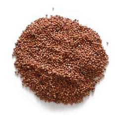 GUINEA CORN