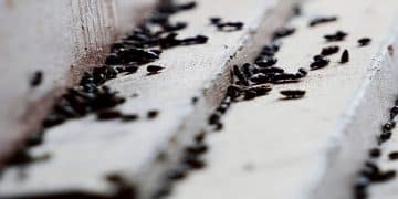 How To Identify Mouse Droppings And The Diseases They Spread. Mouse Droppings And The Diseases They Spread